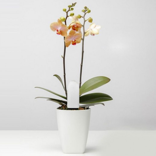 Xiaomi_Smart_Flower_Monitor_4.jpg